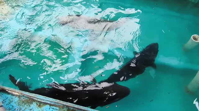 Japanese amberjack seriola fish swimming in an aquaculture hatchery holding tank for sustainable marine breeding and seafood research.