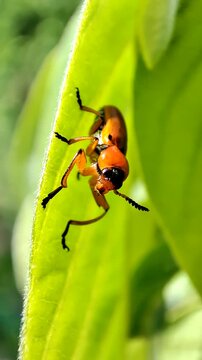  Exosoma lusitanicum. Galeruca de los narcisos. Escarabajo naranja. 
