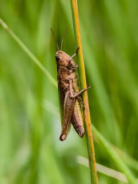 Grasshopper beautifully colored insect in the grass in the morning light	
