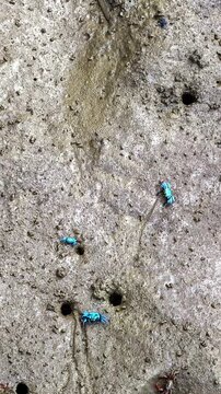 Close up vertical shot of small blue fiddler crabs crawling on the wet mudflats