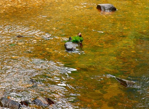 Green leaf caught on a stone in a pond