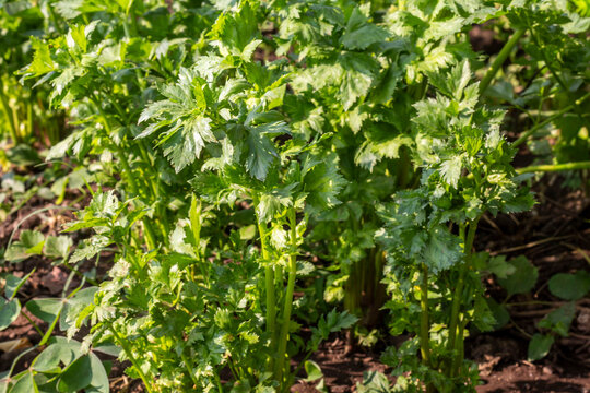Celery plants (Apium graveolens L) growing in the garden