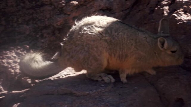 Wild southern viscacha, a chinchilla like rodent, taking a dust bath in its natural rocky habitat in the andes mountains