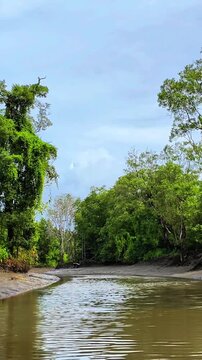 First person view of a boat trip along a river canal through dense green mangrove forest