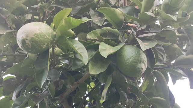 Citrus citron fruits 