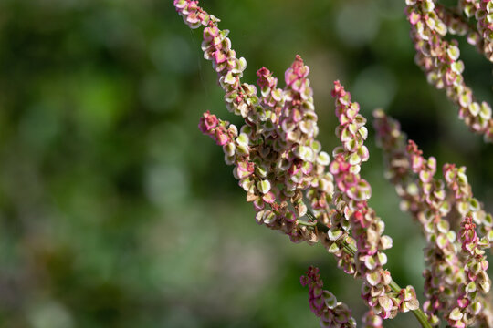 Closeup of Pink Yellow Sorrel Flower with Green Background