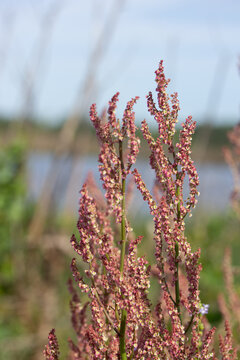 Pink Sorrel Flower with Blue Green Background