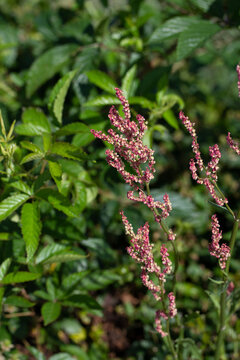 Pink Sorrel Flowers Beside Green Leaves