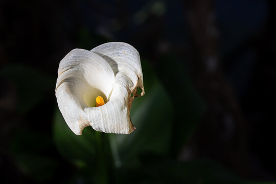 White Calla Lily Flower with Dark Contrasting Background