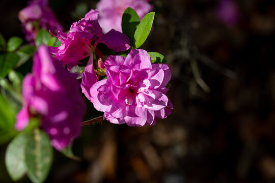 Purple Flowers with Green Leaves and Dark Background