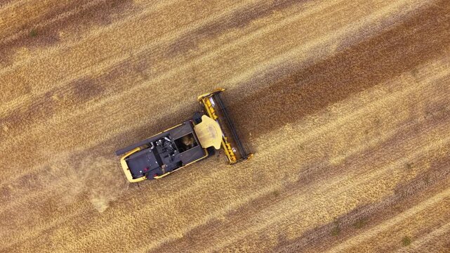 Top down aerial view of a combine harvester cutting ripe golden grain, creating a clear boundary between harvested stubble and standing crop while producing a trail of dust.