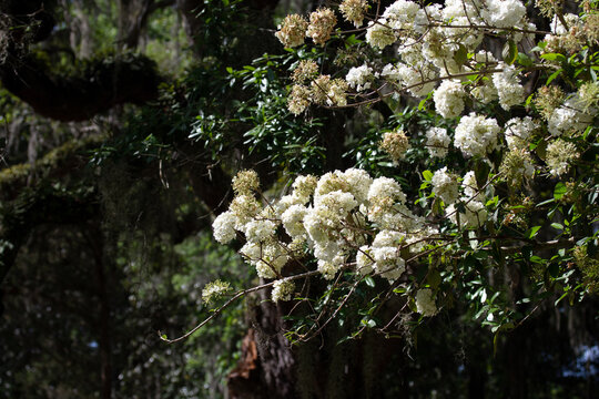 White Flowering Tree with Darker Background
