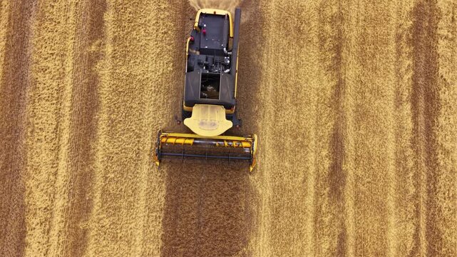 Top down aerial view of a combine harvester cutting ripe golden grain, creating a clear boundary between harvested stubble and standing crop while producing a trail of dust.