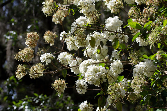 Clusters of White Flowers on Tree with Branches