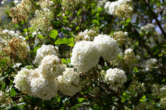 White Flower Clusters on Bush in Garden