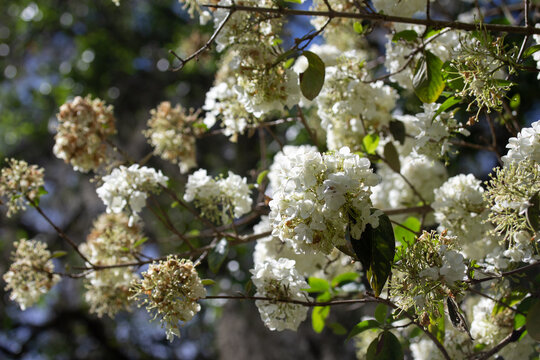 Clusters of White Flowers on Tree