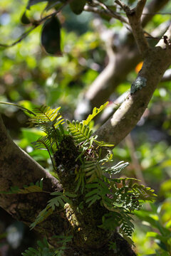 Resurrection Fern on Branch of Tree