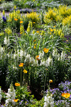White and Yellow Flowers in a Garden