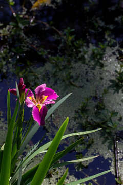 Purple Iris with Green Leaves and Water Background