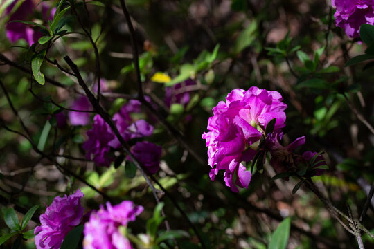 Purple Flowers in light and shadow