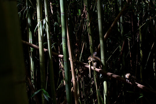 Squirrels in Bamboo Forest