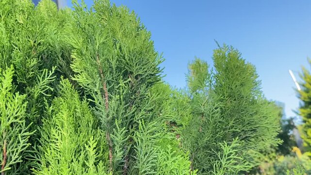 Bright green cedar foliage against clear blue sky, perfect summer day landscape for backgrounds, gardens, and natureinspired designs.