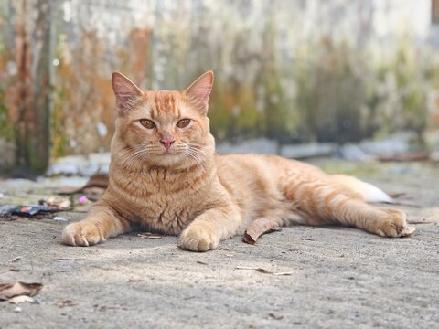 Ginger tabby cat relaxing outdoors on concrete in warm sunlight with grumpy expression