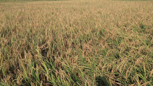 Golden rice panicles bend among lush green leaves in a mature paddy field, capturing the texture, abundance, and beauty of rural agriculture in bright daylight.
