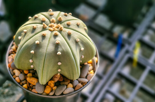Astrophytum asterias nudum star cactus close-up, rare spineless succulent with woolly areoles in gravel pot, botanical macro photography