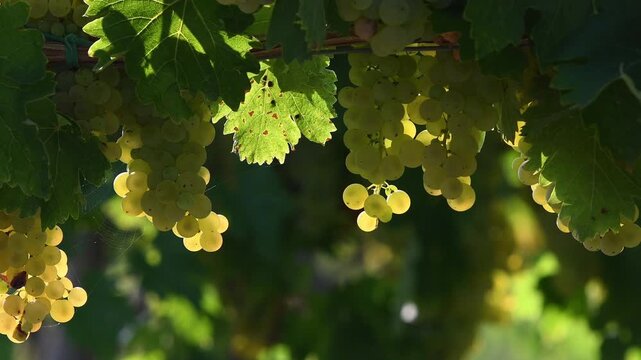Beautiful bunches of white grapes in the Chianti region of Tuscany, illuminated by the sunset. Italy
