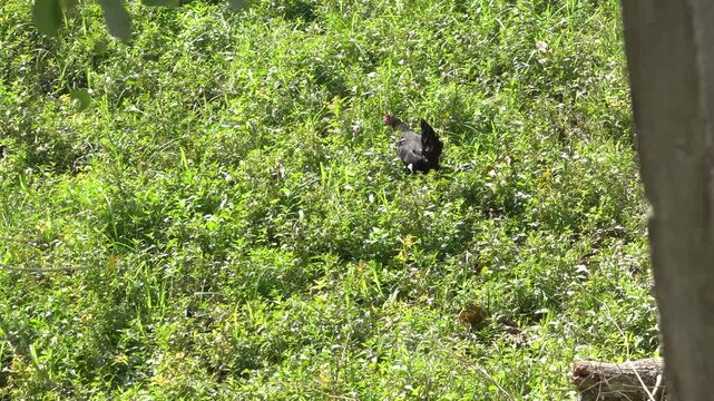 Rooster and Chickens Foraging in Lush Rural Assam Vegetation