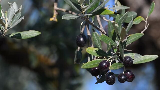 Olives begin to ripen in October. Ripe olives move on the branches, blown by the wind. Chianti area in Tuscany. Extra virgin olive oil production. Italy. Selective focus.