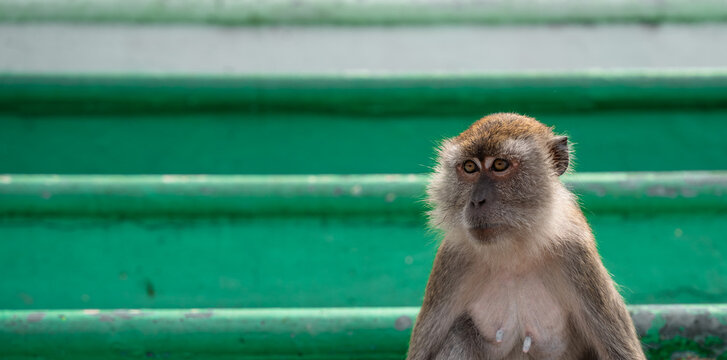 Long-tailed macaque monkey sitting outdoors on the colorful steps of a temple in Malaysia. Wallpaper.