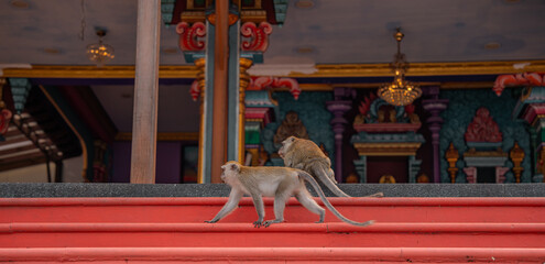 Long-tailed macaque monkey sitting outdoors on the colorful steps of a temple in Malaysia. Wallpaper. © TxemaPhoto