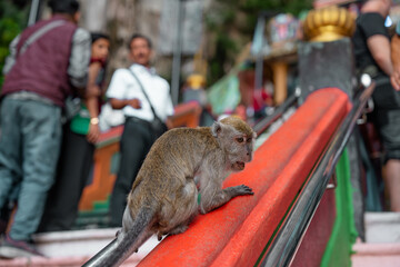 Long-tailed macaque monkey sitting outdoors on the colorful steps of a temple in Malaysia. Wallpaper. © TxemaPhoto