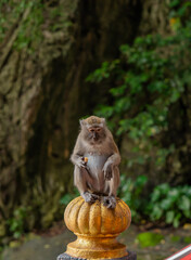 Long-tailed macaque monkey sitting outdoors eating on the colorful steps of a temple in Malaysia. Wallpaper. © TxemaPhoto