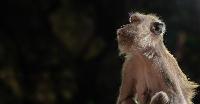 Long-tailed macaque monkey sitting outdoors eating on the colorful steps of a temple in Malaysia. Wallpaper.	
