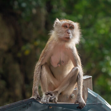 Long-tailed macaque monkey sitting outdoors eating on the colorful steps of a temple in Malaysia. Wallpaper.	