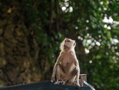 Long-tailed macaque monkey sitting outdoors eating on the colorful steps of a temple in Malaysia. Wallpaper.	