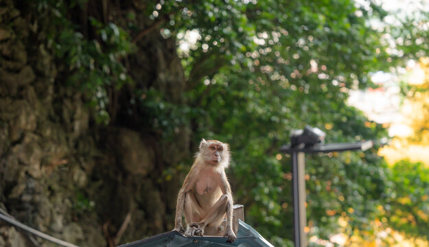 Long-tailed macaque monkey sitting outdoors eating on the colorful steps of a temple in Malaysia. Wallpaper.	