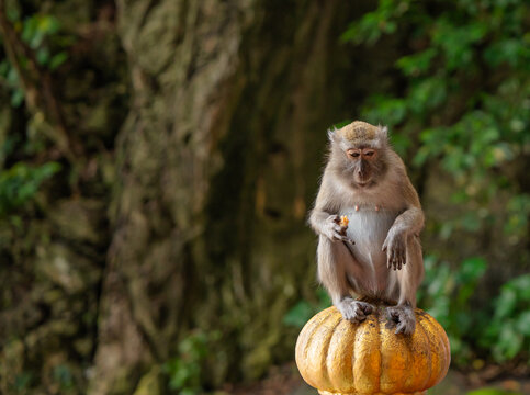 Long-tailed macaque monkey sitting outdoors eating on the colorful steps of a temple in Malaysia. Wallpaper.