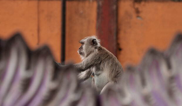 Long-tailed macaque monkey sitting outdoors eating on the colorful steps of a temple in Malaysia. Wallpaper.	