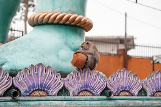 Long-tailed macaque sitting outdoors with a coconut at a temple in Malaysia. Wallpaper.
