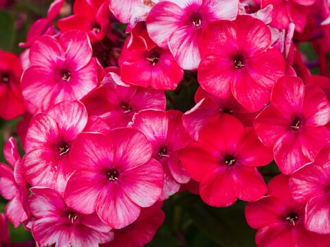 Vibrant pink and white garden phlox (Phlox paniculata) flowers in full bloom. Dense colorful petals create a natural floral background ideal for gardening, nature and decorative themes.