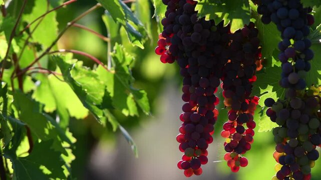 Beautiful close-up of bunches of red grapes in the Tuscan countryside at sunset. Italy