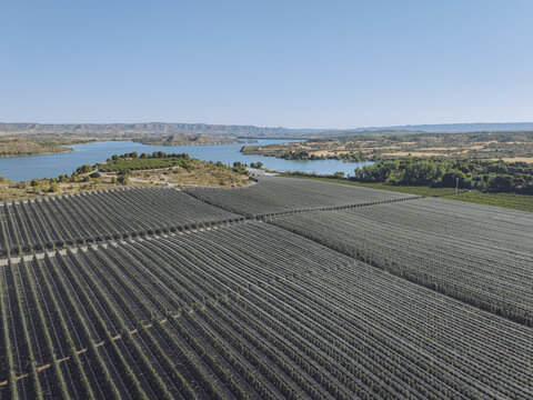 Aerial view of Finca El Pino featuring extensive fruit orchards covered with protective netting beside a large reservoir in the arid landscape of Caspe, Aragon, Spain.