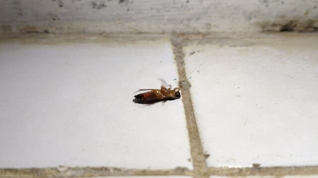 upside-down cockroach lying on a dirty concrete floor indoors