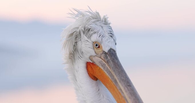 Beautiful Dalmatian pelican flying at the sunset with blue sky at the background