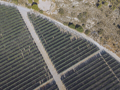 Aerial view of Finca El Pino, showing rows of crops covered with protective netting, surrounded by dry terrain and sparse vegetation in Caspe, Aragon, Spain.