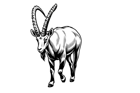 Mountain goat ibex buck vector illustration in black and white